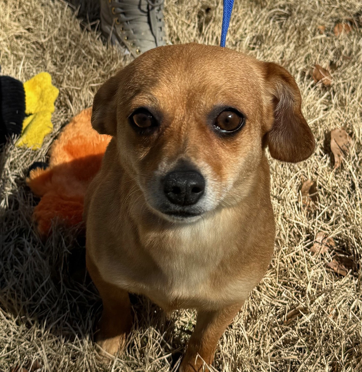 Dog for Adoption - Hope, a Chihuahua in Monmouth County, NJ | Alpha Paw