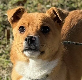 adoptable Dog in Cleveland, AL named Sparks