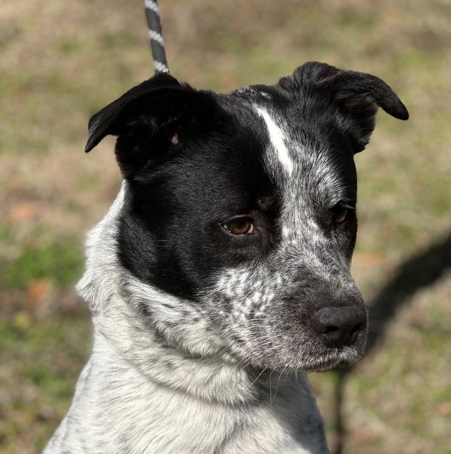 adoptable Dog in Cleveland, AL named Prince