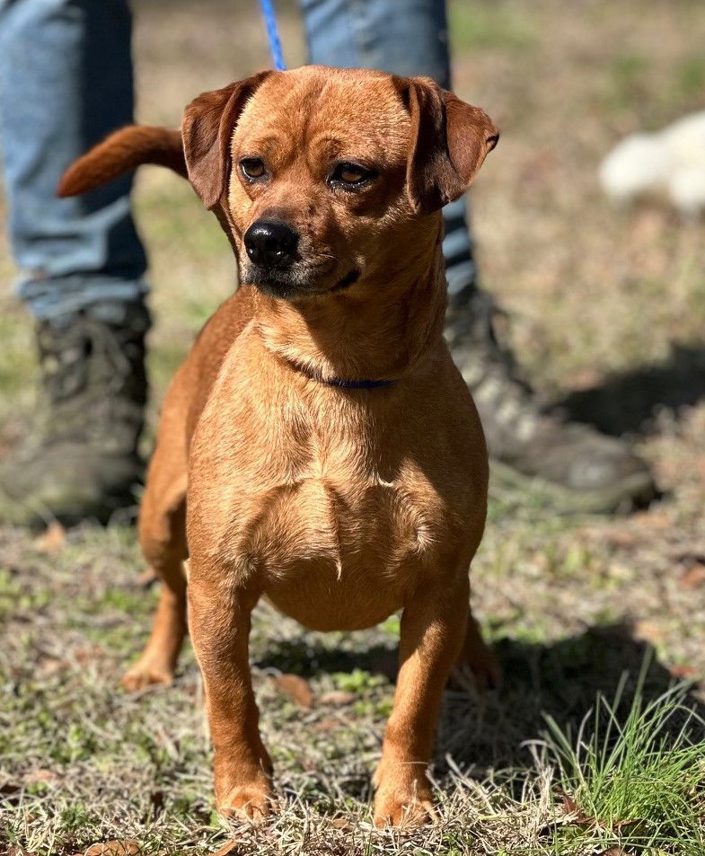 Dog for Adoption - Scrappy, a Dachshund in Bellefonte, DE | Alpha Paw