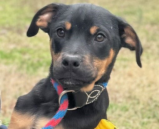 adoptable Dog in Cleveland, AL named Money