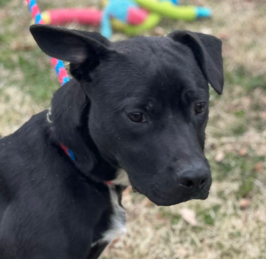 adoptable Dog in Cleveland, AL named Romeo