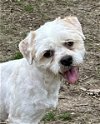 adoptable Dog in cleveland, AL named Bandit