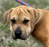 adoptable Dog in cleveland, AL named Brownie