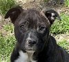 adoptable Dog in  named Bruno Boy