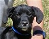 adoptable Dog in , AL named Sinclair