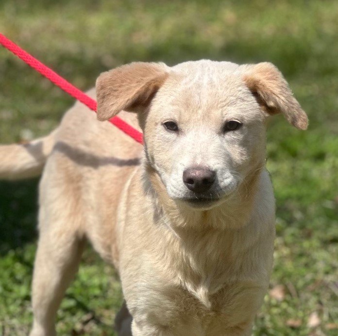 adoptable Dog in Cleveland, AL named Perry