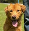 adoptable Dog in cleveland, AL named Bowlen