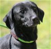 adoptable Dog in , AL named Midnight