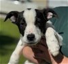 adoptable Dog in cleveland, AL named Calvin