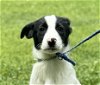 adoptable Dog in cleveland, AL named Bourke