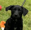 adoptable Dog in cleveland, AL named Aqua