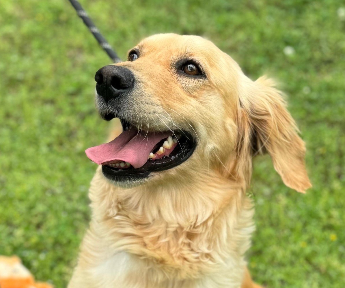 adoptable Dog in Cleveland, AL named Dolly