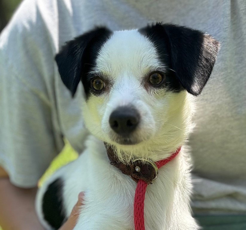 Dog for Adoption Digby, a Jack Russell Terrier in Princeton, NJ Alpha Paw