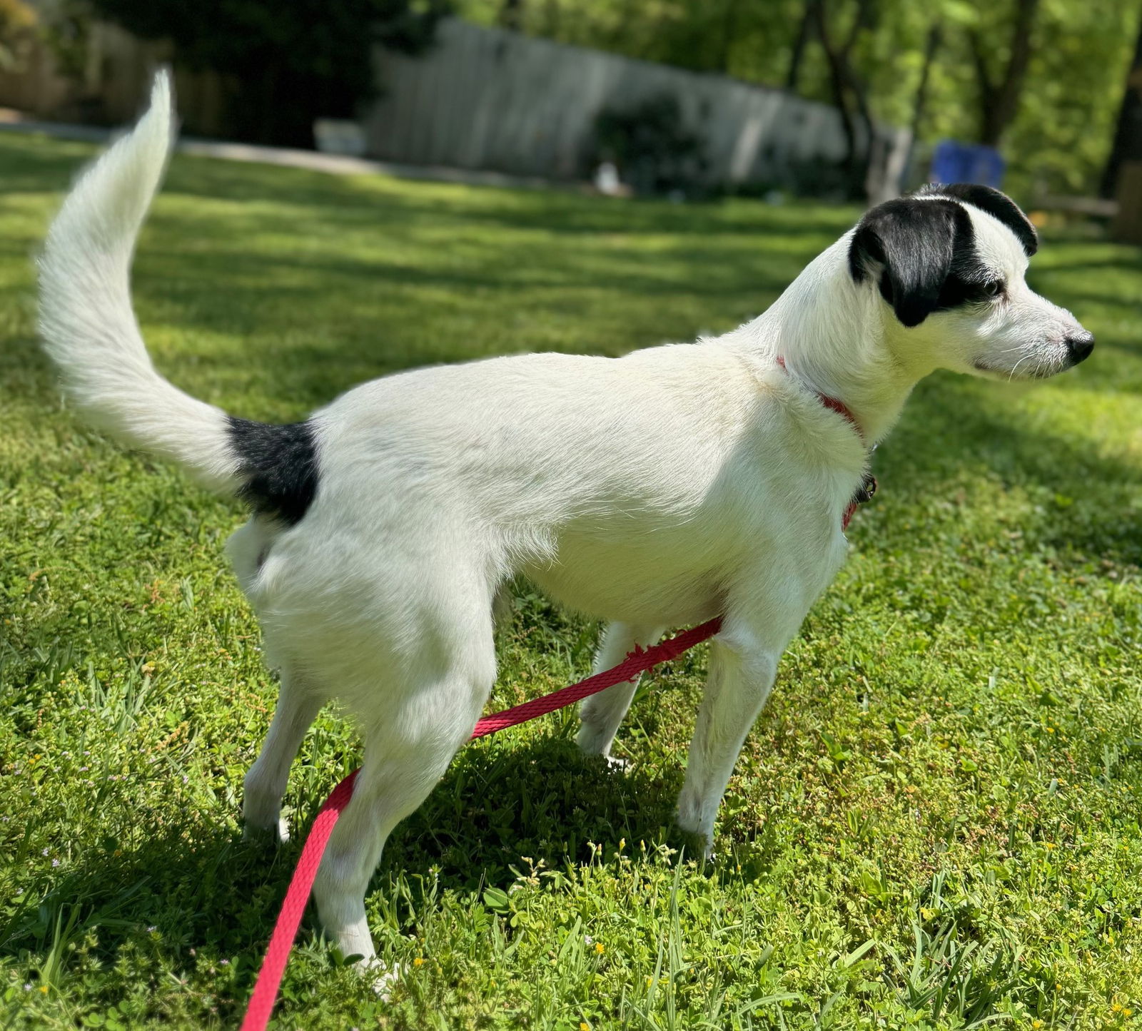 Dog for Adoption - Digby, a Jack Russell Terrier in Toms River, NJ 