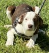 adoptable Dog in  named Zamora
