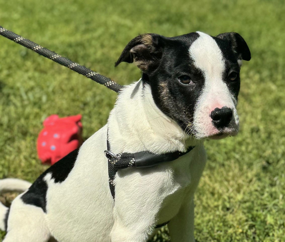 Dog for Adoption - Zadie, a American Bulldog in Burlington County, NJ ...