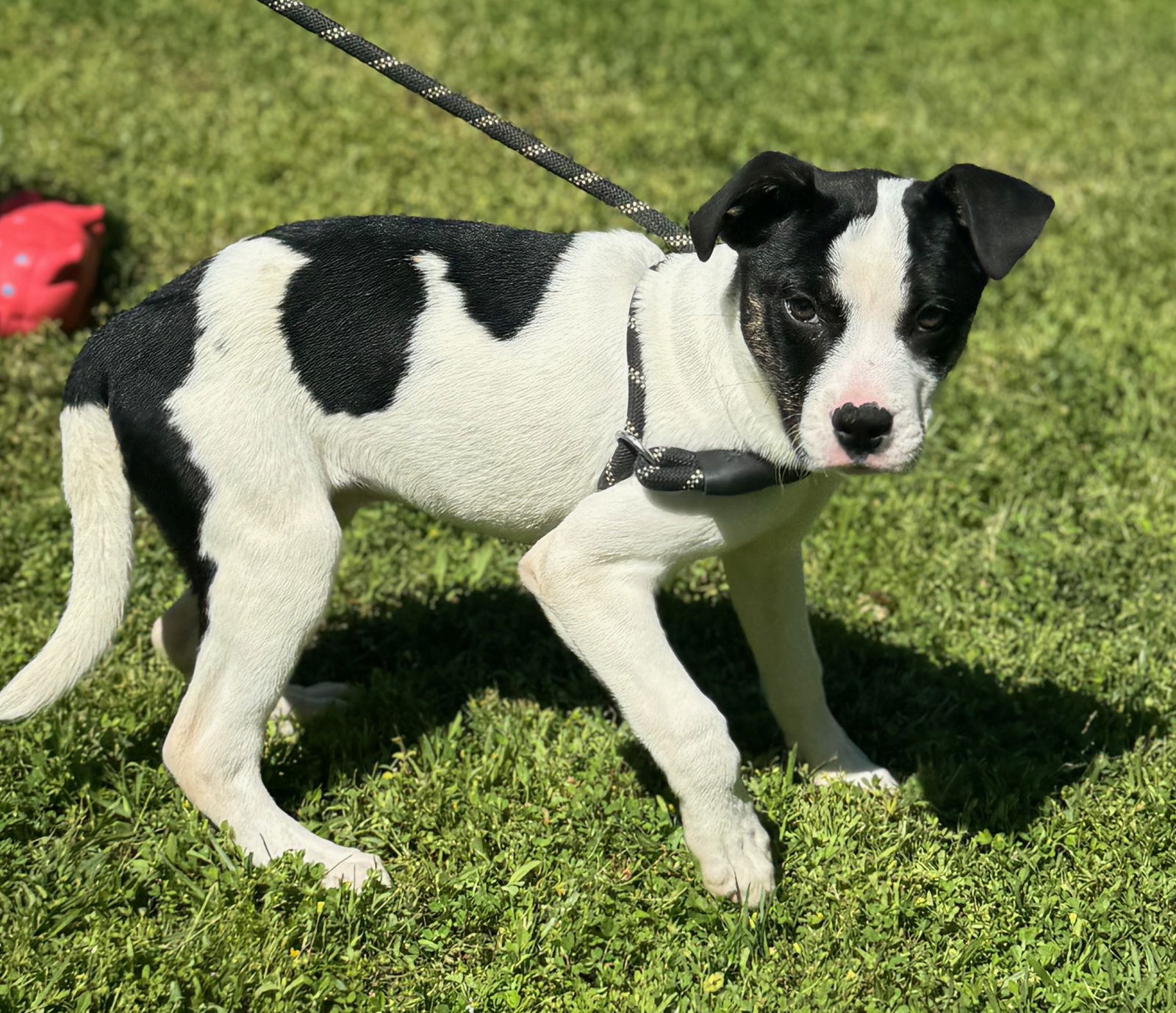 Dog for Adoption - Zadie, a American Bulldog in Burlington County, NJ ...