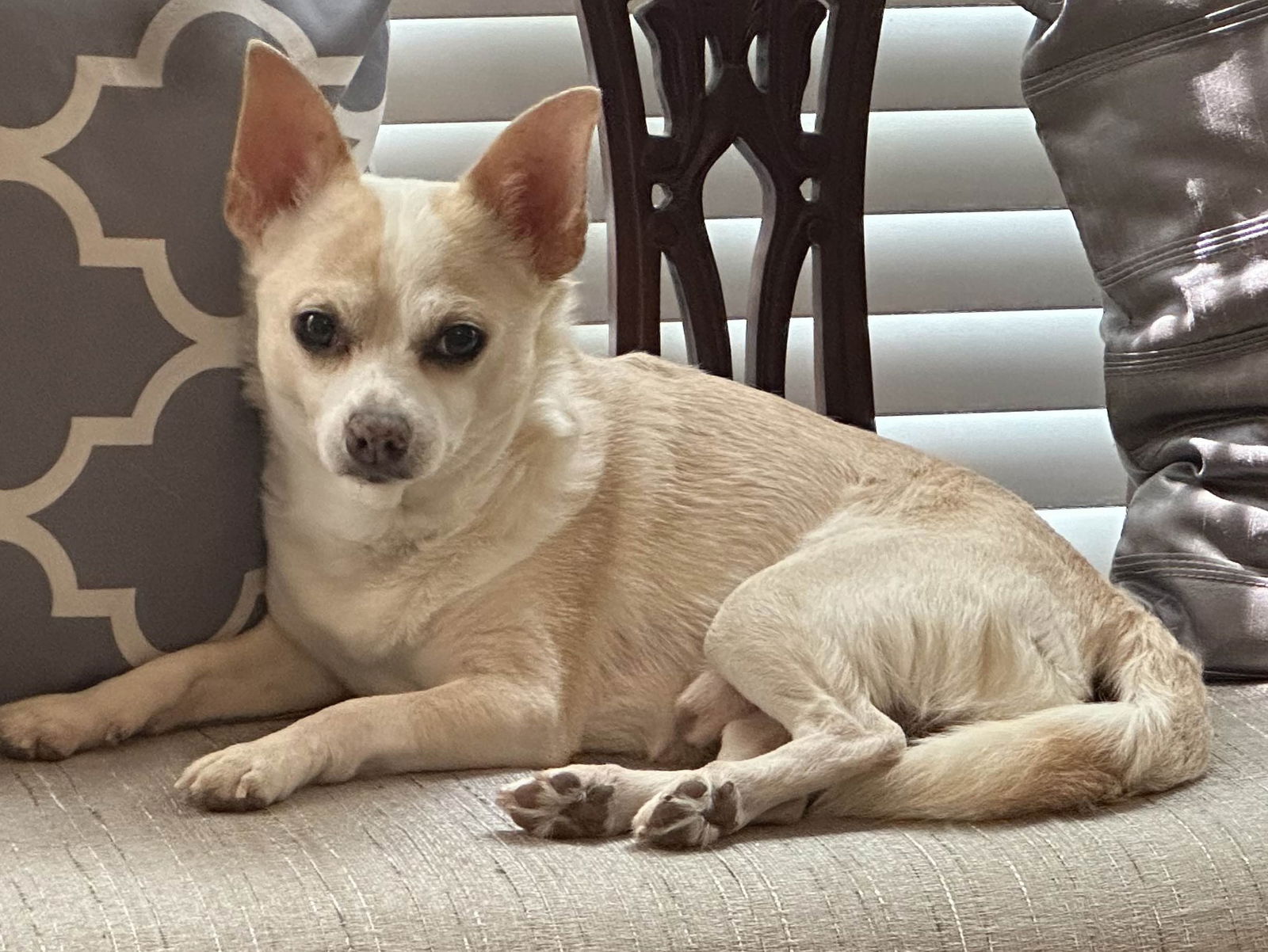 Dog for Adoption - Galen, a Chihuahua in Piscataway, NJ | Alpha Paw