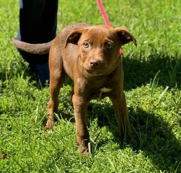 Dog for Adoption - Felicity, a Labrador Retriever in Monmouth County ...