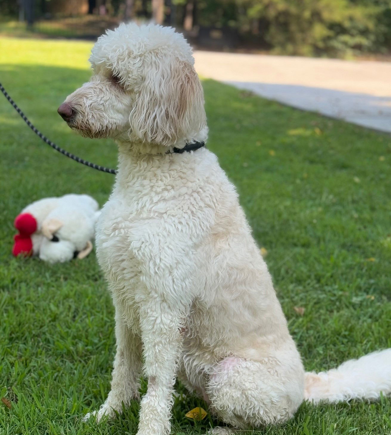 Dog for Adoption - Rosie, a Poodle (Standard) in Piscataway, NJ | Alpha Paw