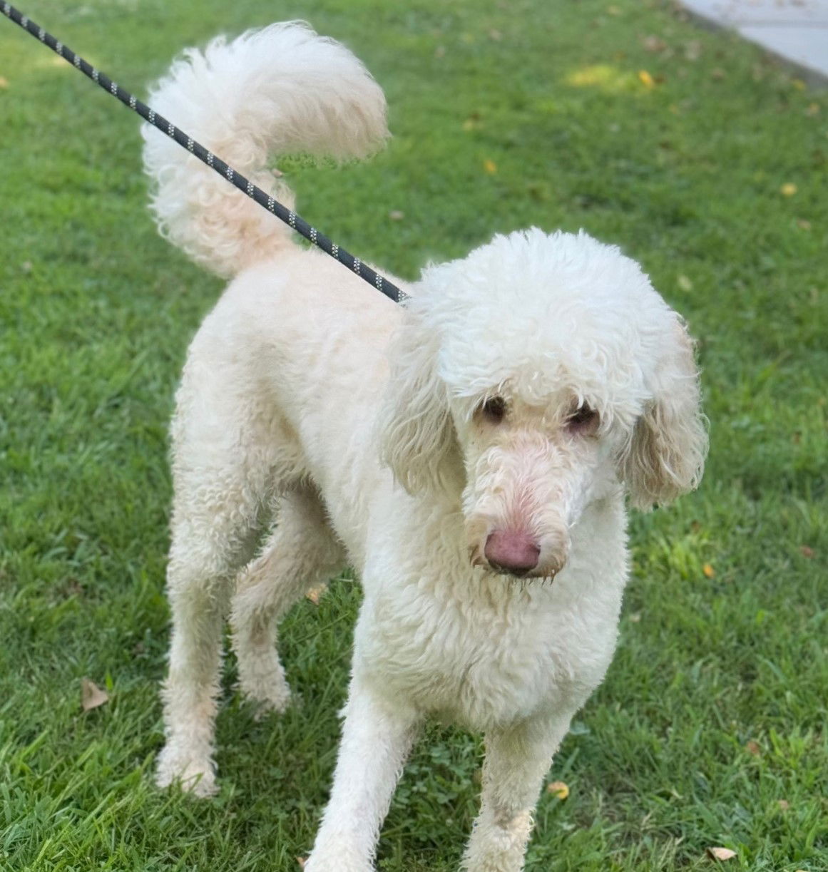 Dog for Adoption - Rosie, a Poodle (Standard) in Piscataway, NJ | Alpha Paw