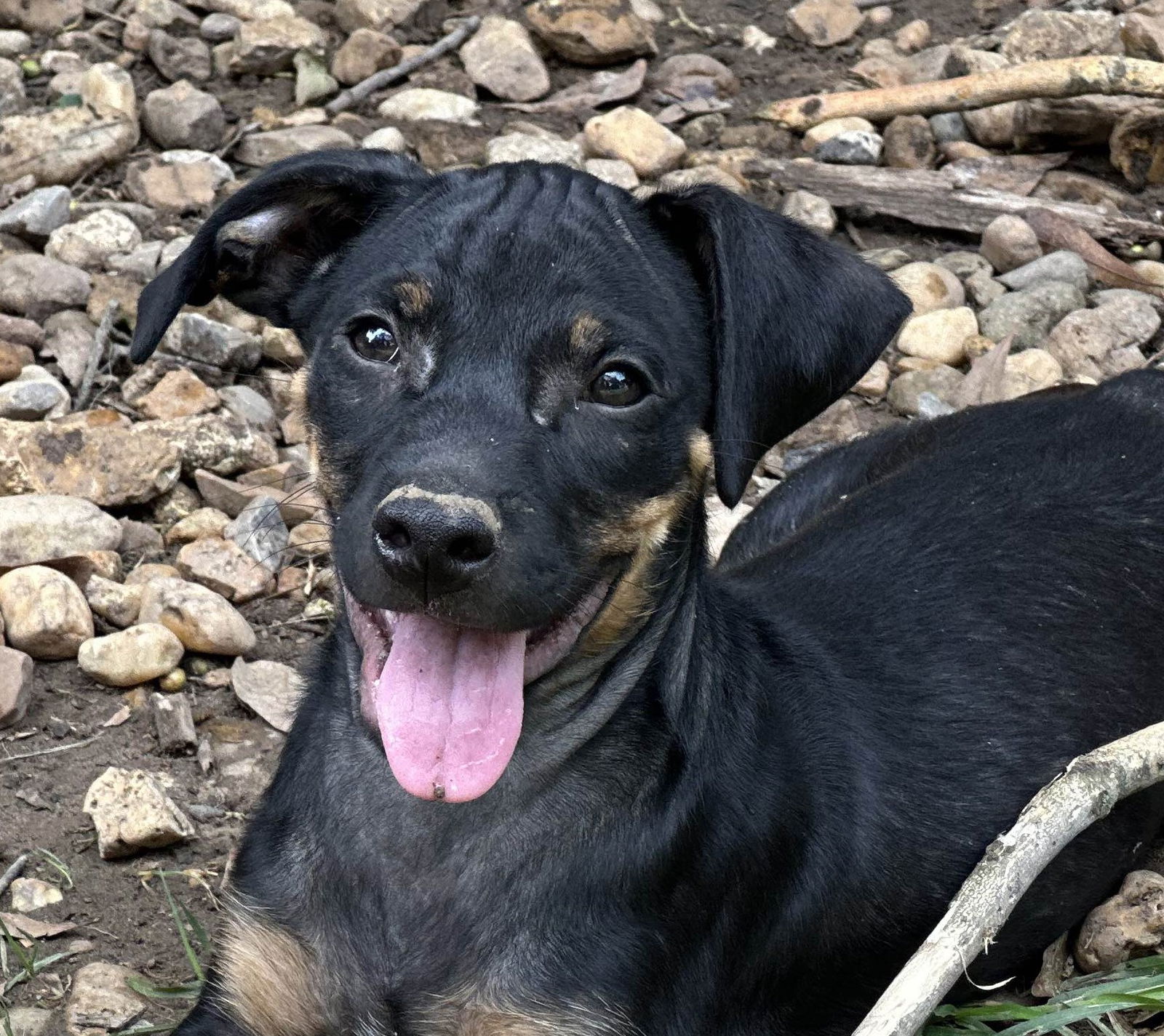 adoptable Dog in Cleveland, AL named Archie