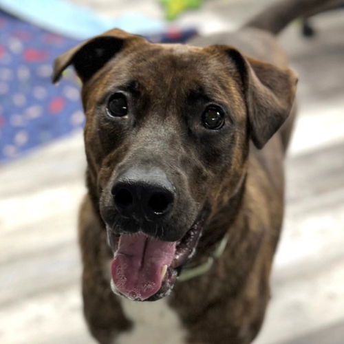 picture of the dog needing adoption