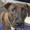 adoptable Dog in Morrisville, PA named Shadow K