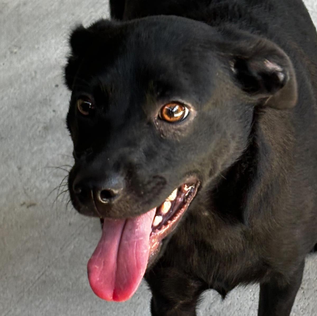 adoptable Dog in Morrisville, PA named Effie