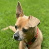 adoptable Dog in Morrisville, PA named Reney