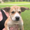 adoptable Dog in Morrisville, PA named Yale