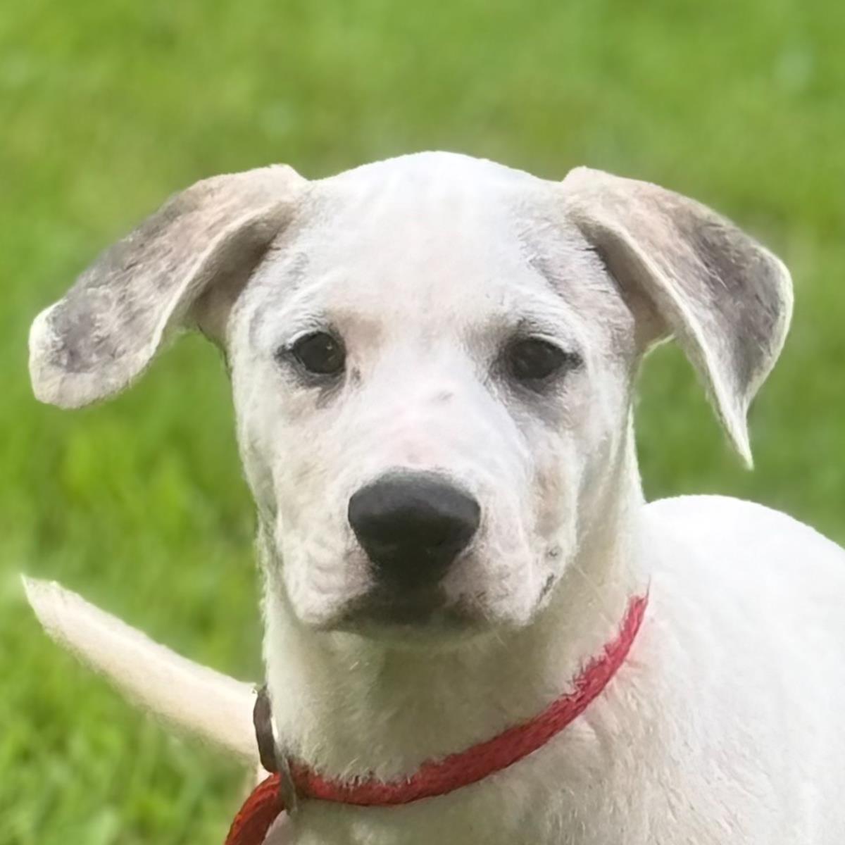 adoptable Dog in Morrisville, PA named Harvard