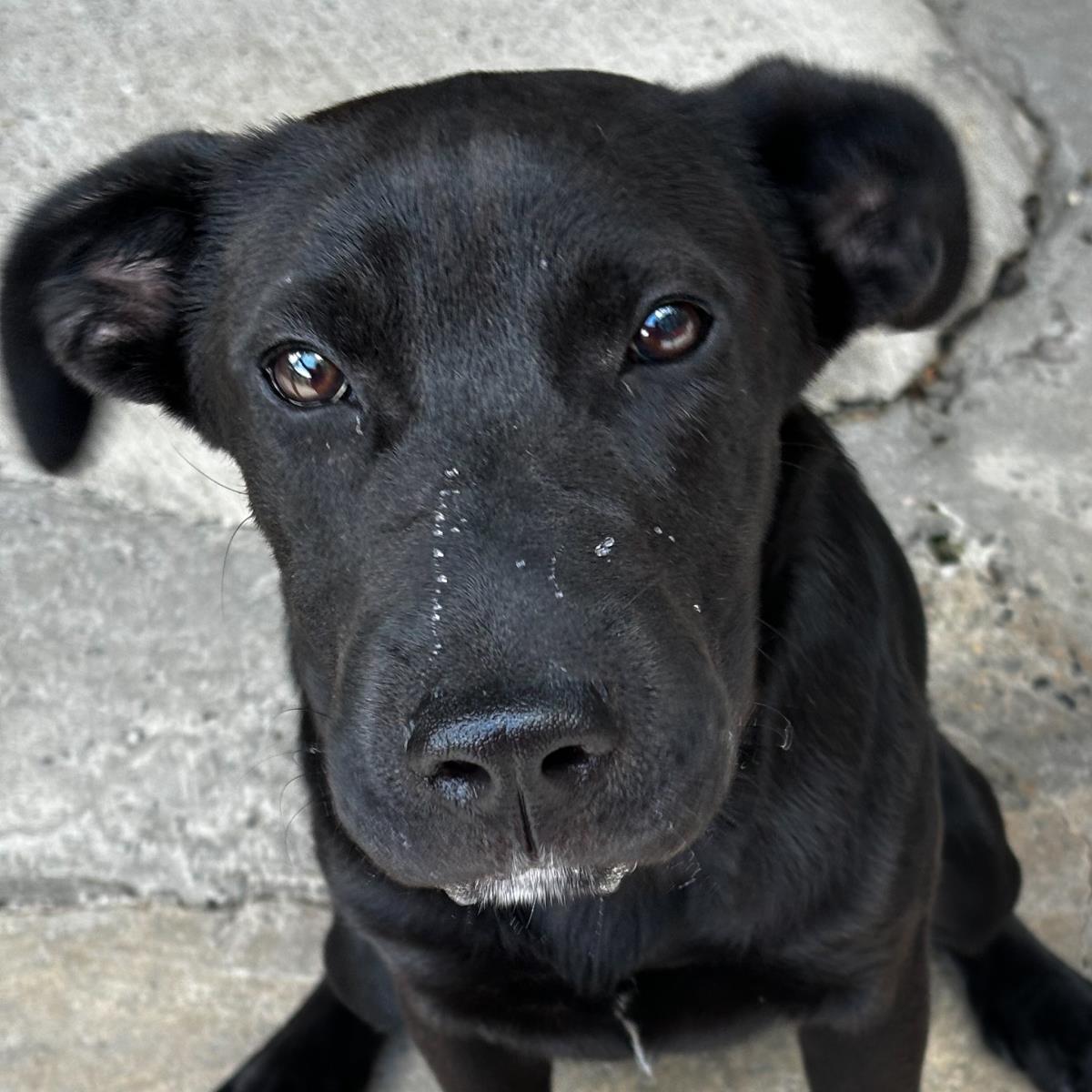 adoptable Dog in Morrisville, PA named Sweet Jane