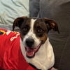 adoptable Dog in morrisville, PA named Sage Aka Sage Girl