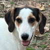 adoptable Dog in Morrisville, PA named Journee