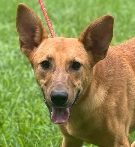 adoptable Dog in Morrisville, PA named Abby