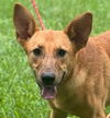 adoptable Dog in  named Abby