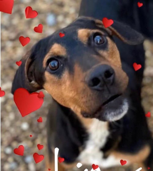 picture of the dog needing adoption