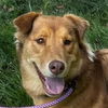 adoptable Dog in  named Goldie