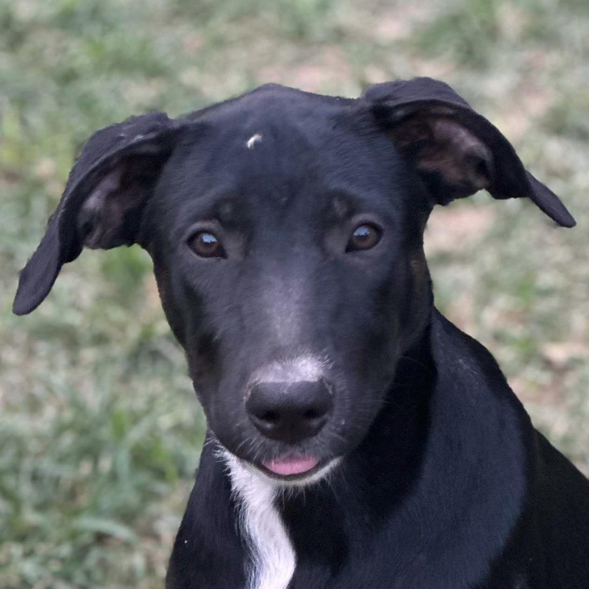 adoptable Dog in Morrisville, PA named Karla