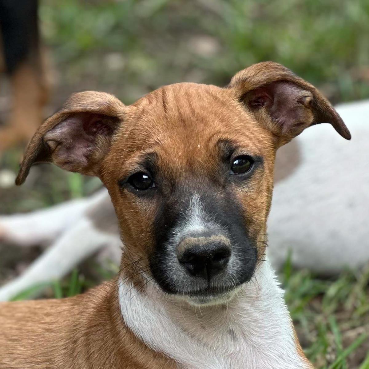 adoptable Dog in Morrisville, PA named Arden