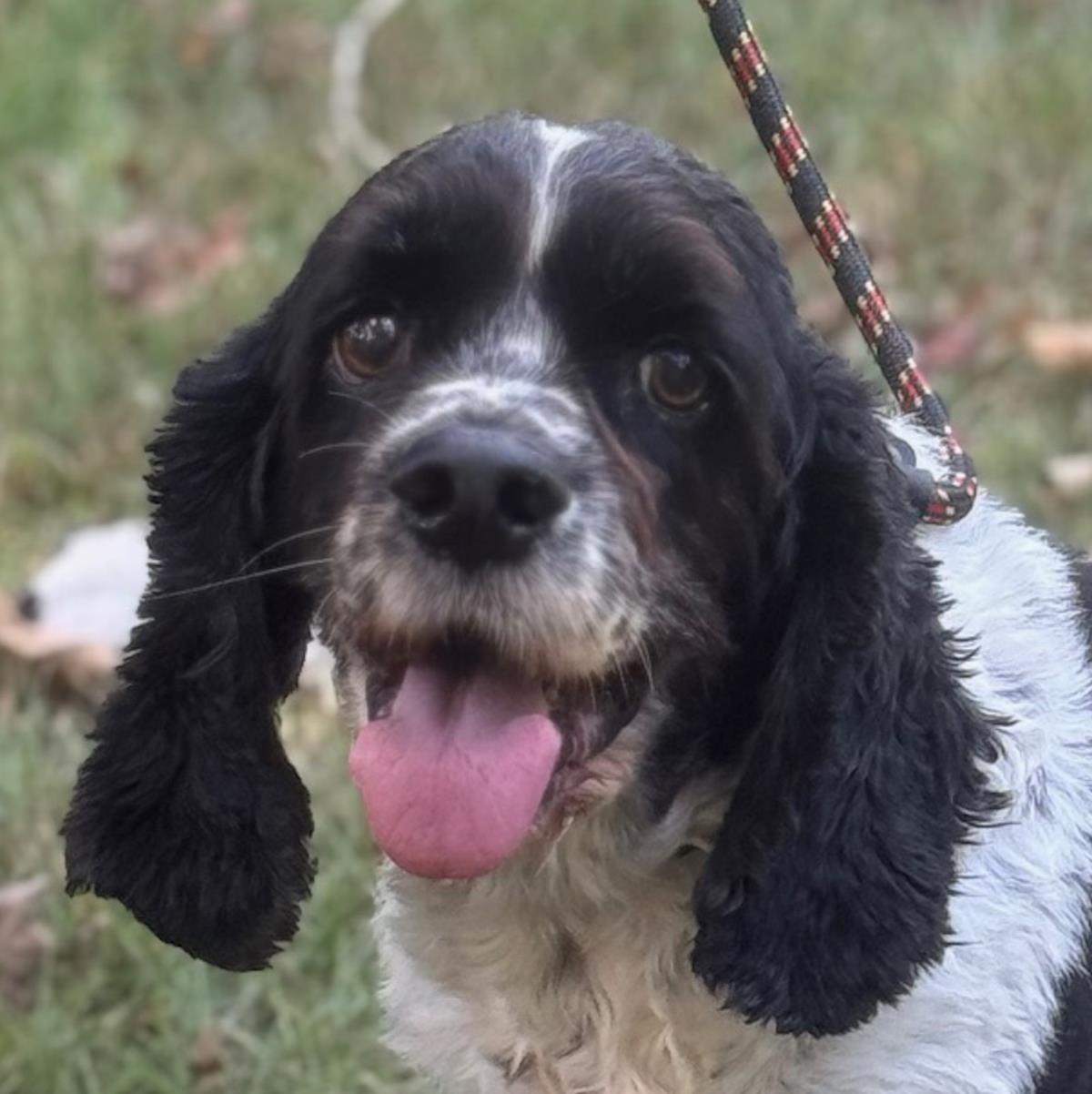 adoptable Dog in Morrisville, PA named Finn