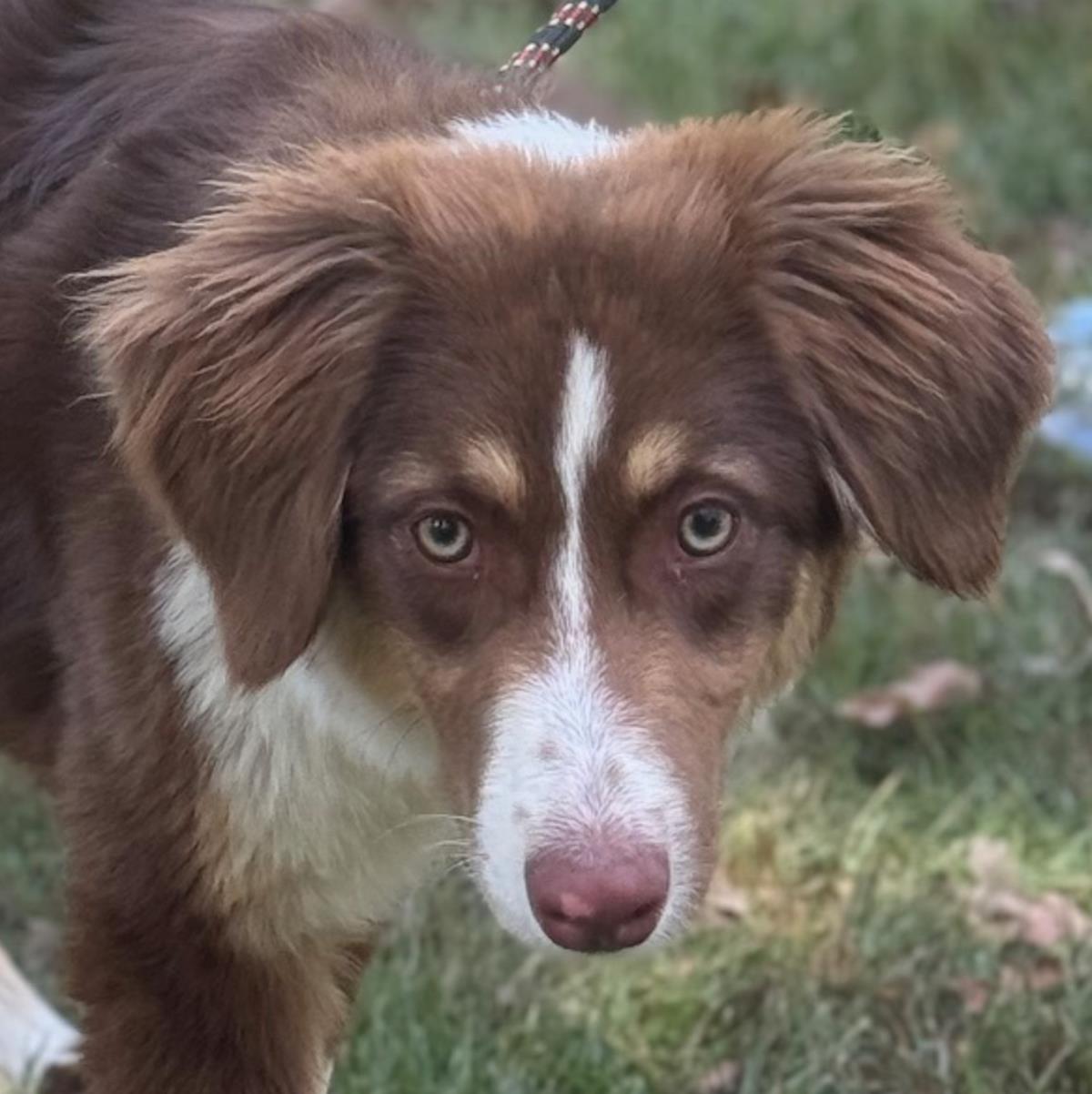 adoptable Dog in Morrisville, PA named Marley