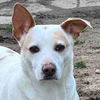 adoptable Dog in  named Lucinda