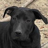 adoptable Dog in , PA named Gamila