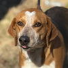 adoptable Dog in morrisville, PA named Jolene