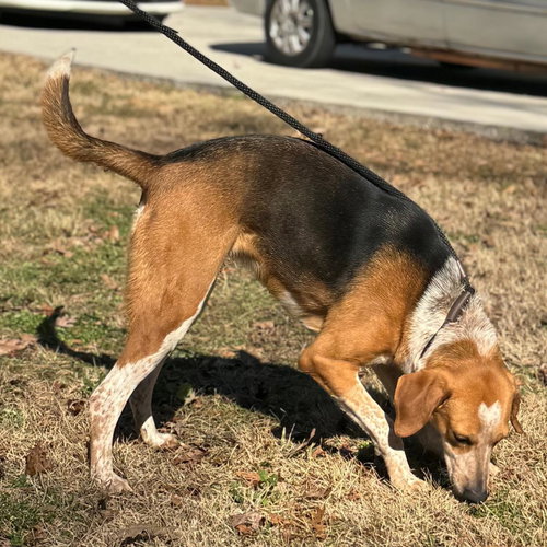 JOLENE - Treeing Walker Coonhound available for adoption