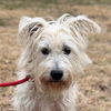 adoptable Dog in morrisville, PA named Kona
