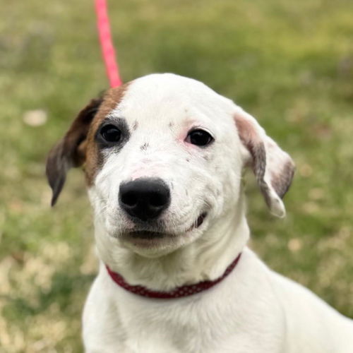 picture of the dog needing adoption
